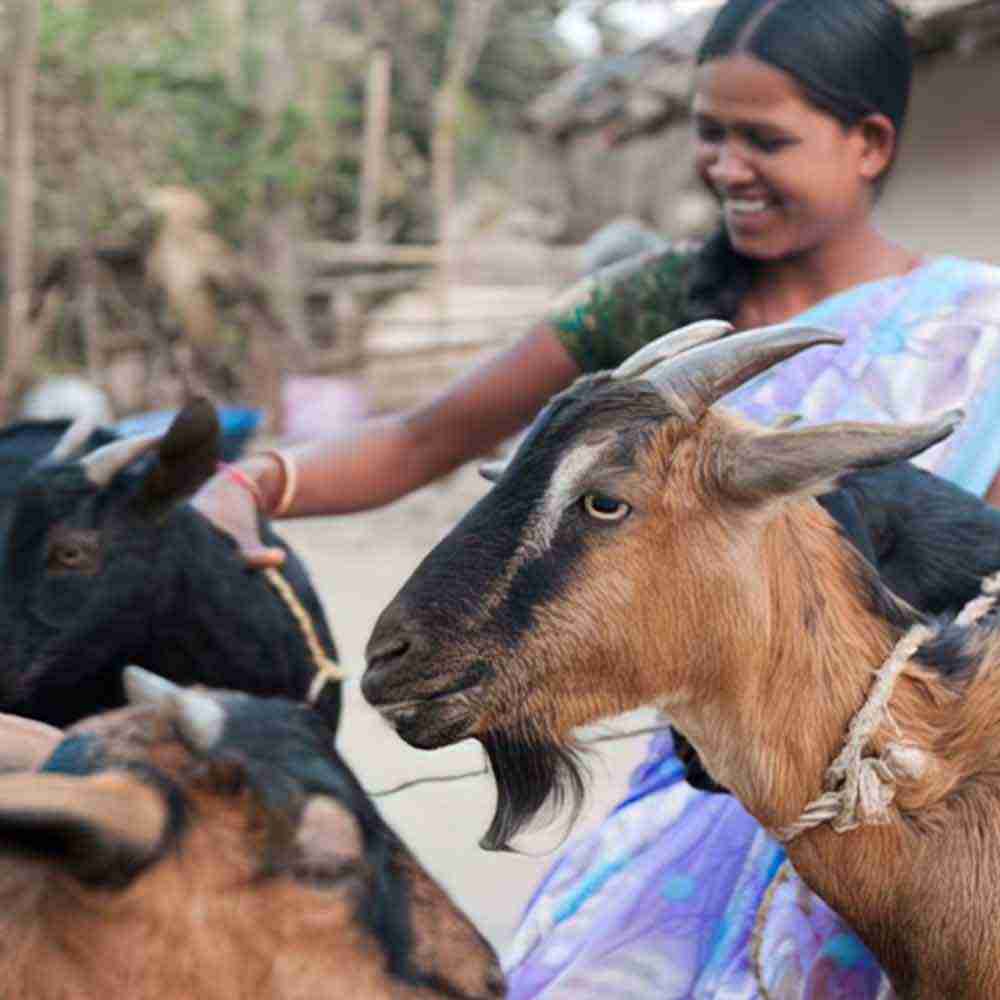 A pair of goats from GFA workers transformed Raziyah's home