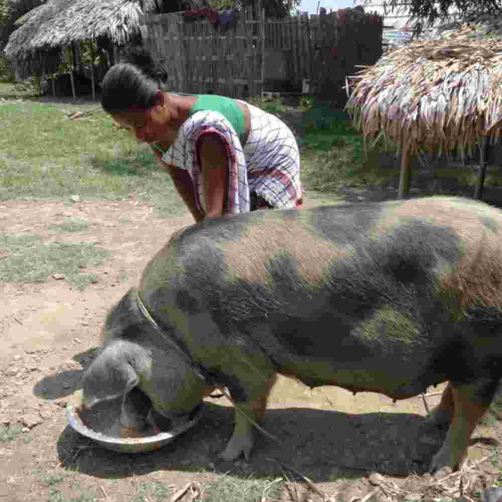 Kalman's family received this pig from GFA World gift distribution, an effective solution to their life of poverty