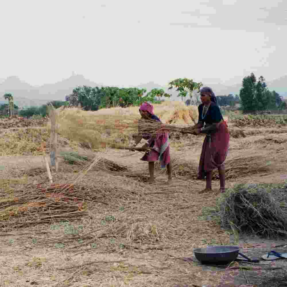 Women in poverty working in a field