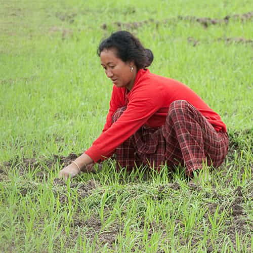 Kata, a widow, working in the fields