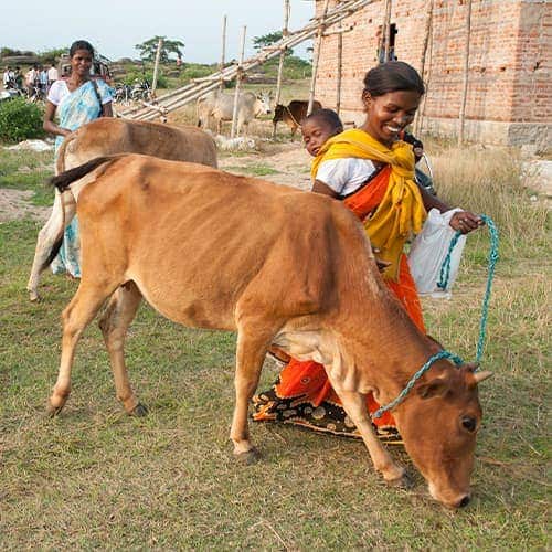 An income generating gift of a cow through GFA World helps alleviate poverty
