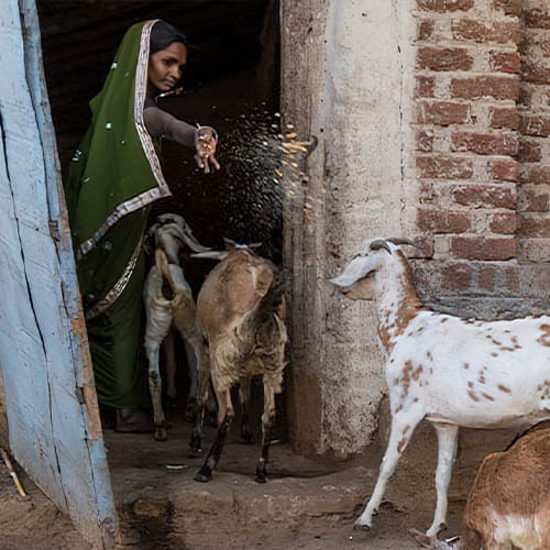 Escaping poverty made possible by income generating gift of goats