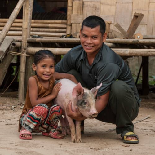 GFA World (Gospel for Asia) income generating gift like this pig helps bring poverty alleviation to families