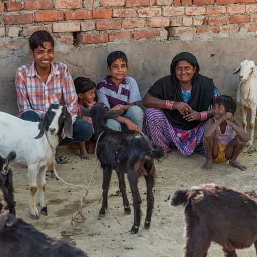 GFA World helps reduce poverty through providing income generating farm animals like goats