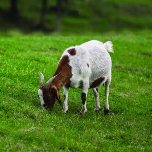 GFA World income generating animal - goat