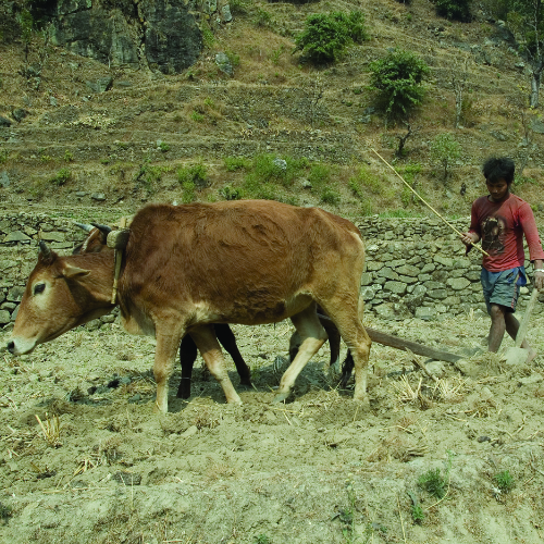 A man with an income generating cow 