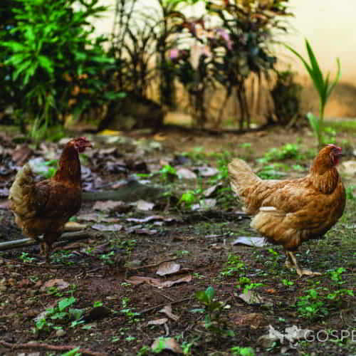 Chickens can enable families in poverty to earn income