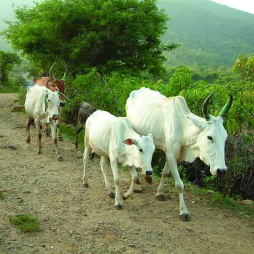 Farm animals such as cows provide lasting nutrition and income generation for families