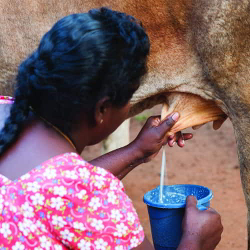 With just one cow, families gain several gallons of nutrient-rich milk to drink or sell daily