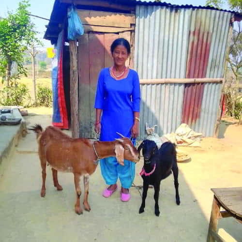 A woman in South Asia provided with income-generating goats through GFA World