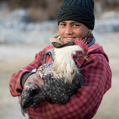 Young boy holding an income generating gift of a chicken received through GFA World gift distribution