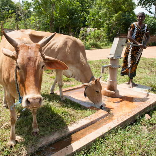 GFA World helps alleviate poverty through the gift of cows