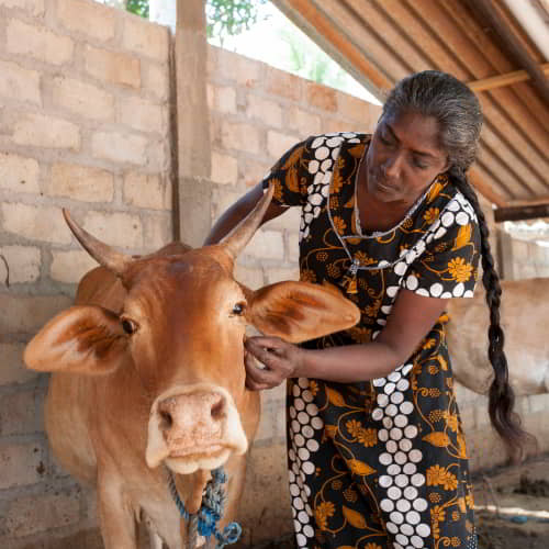 An income generating gift of a cow through GFA World helps alleviate and fight global poverty