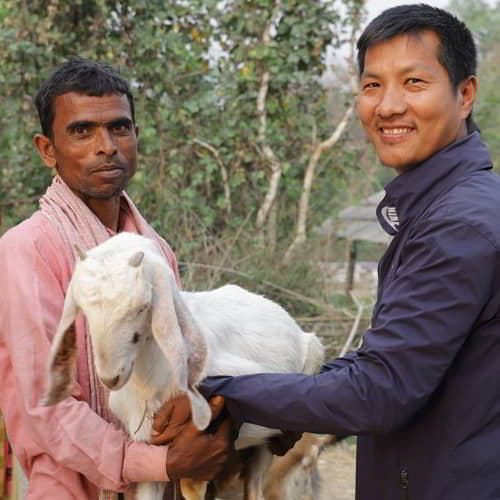 GFA World income generating gifts of goats is a solution to poverty for many