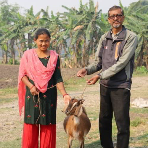 GFA World income generating gift of goats provide an escape from the global poverty rate