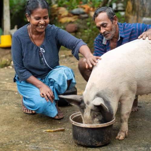 GFA World income generating gift like this pig helps bring poverty alleviation to families