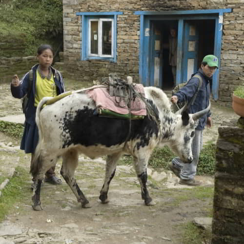 Give income generating gifts like cows when you donate to poverty organizations like GFA World