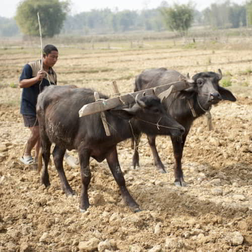 Income generating gifts of cows and water buffalos help fight the ways of how does poverty and unemployment affect the community
