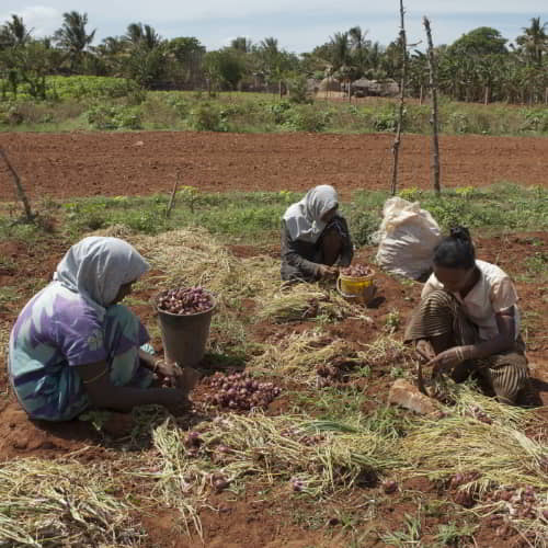 Women in poverty working in the field