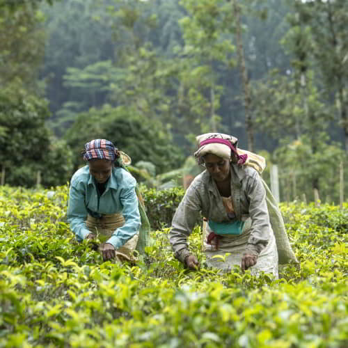 Women in poverty working in a tea garden plantation