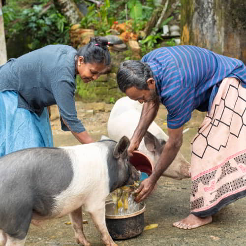 Income generating gifts of pigs can help break the cycle of poverty