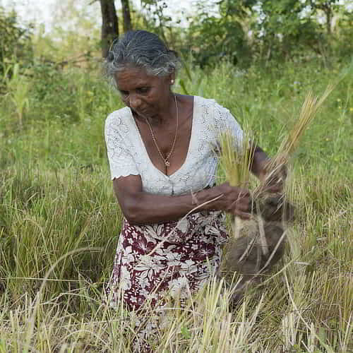 A widow from South Asia