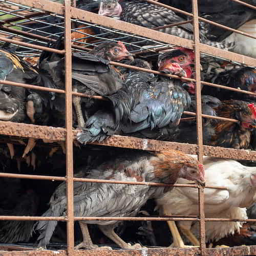 Chickens ready for distribution through GFA World gift catalog