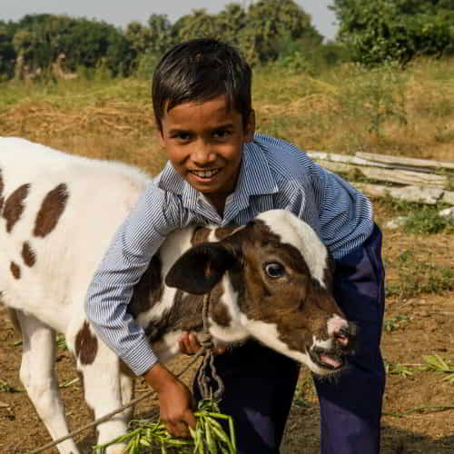 Families are able to escape poverty through GFA World Christmas Catalog gifts of cows