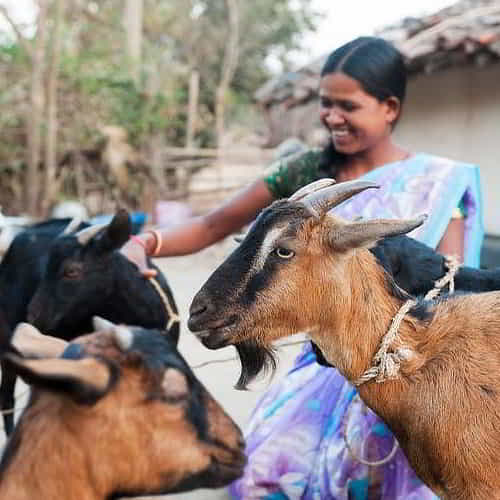 Families are rescued from poverty through income generating gifts like goats