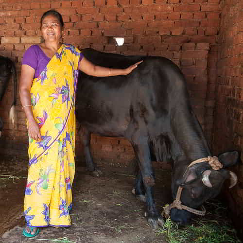 Family in Asia given health and hope through GFA World Christmas gift of a cow