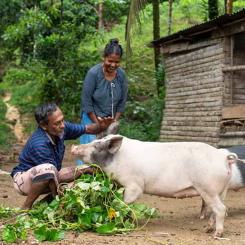 Income generating gifts of a pig through GFA World changed the life of this family in poverty