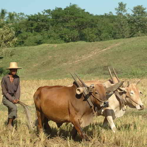 Income generating gifts of cows