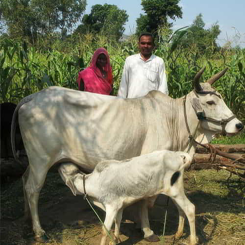 Kalapi and Mudit received health and hope through GFA World income generating gift of a cow