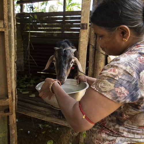 Woman from Asia received income generating gift of goats through GFA World