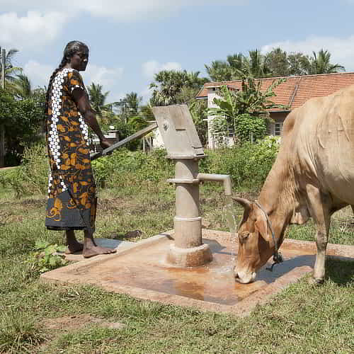 Woman has cow drink clean water through GFA World Jesus Wells