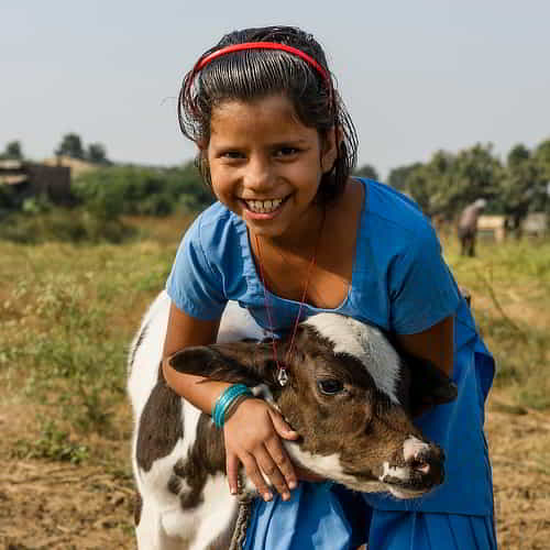 Young girl holding a cow calf