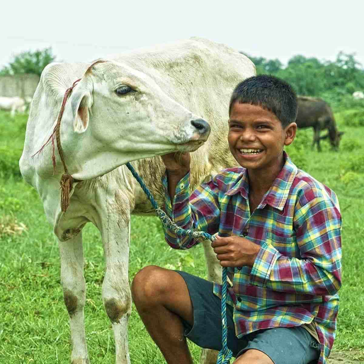 An income generating cow brings a smile to a young boy