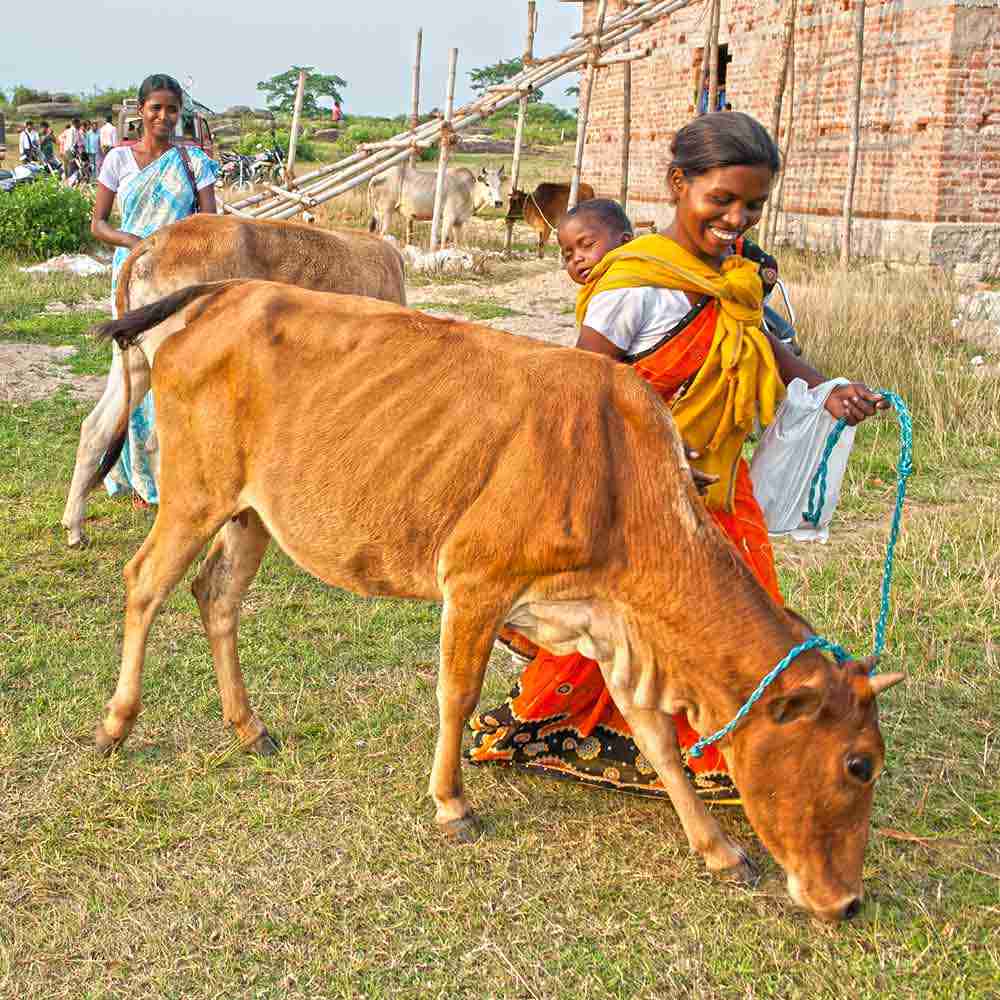 This woman could not but keep smiling for receiving the cow and her calf as Christmas gift - a means for overcoming poverty in South Asia nations.
