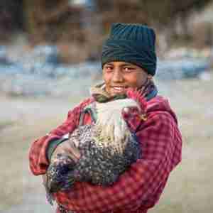 The gift of chickens can provide income to a family struggling in poverty