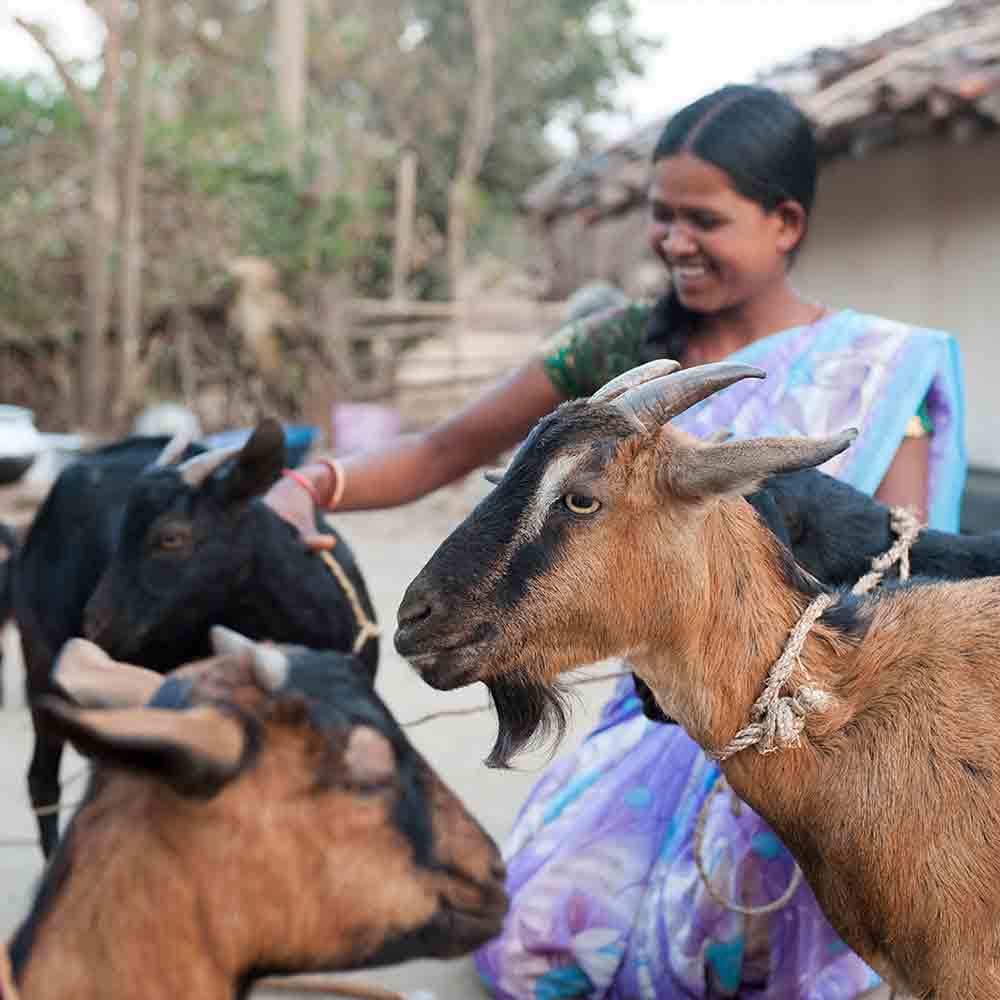 Bahaj and his family received a pair of goats like the ones found in GFA's Christmas Gift Catalog, it helped his family break out of deep poverty.