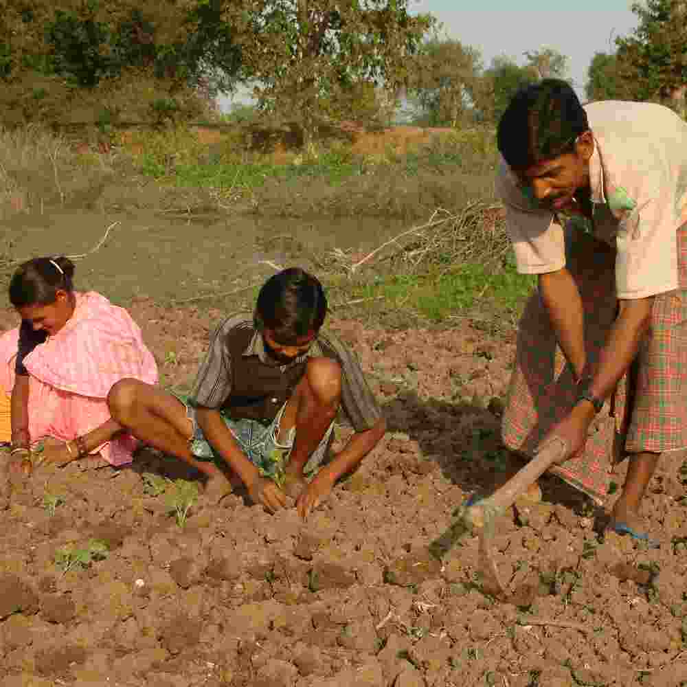 Family in poverty working in a farm field