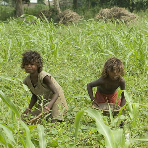 Child labor victims in a farm in South Asia