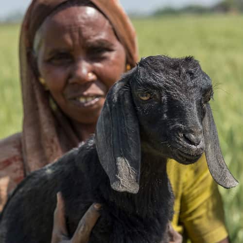 Widow received an income generating gift of a goat