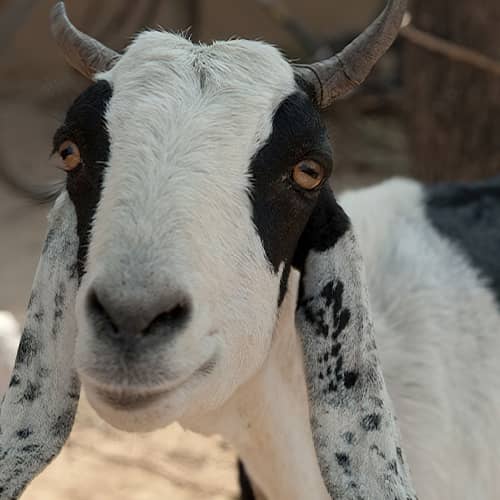 An income generating gift of a goat helps alleviate global poverty