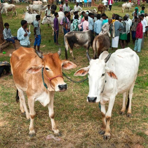 GFA World (Gospel for Asia) helps alleviate poverty through the gift of cows