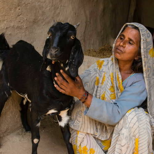 GFA World income generating farm animals like goats help address the most recognized causes of poverty