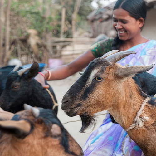 GFA World income generating animals like goats help widows escape poverty