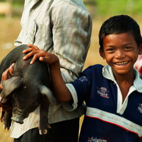 Income generating gift of an animal like this pig from GFA World gift distribution helps alleviate the effects of poverty