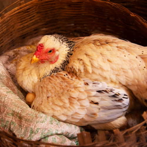 A pair of chickens through GFA World can be an answer to the problem of the poverty cycle