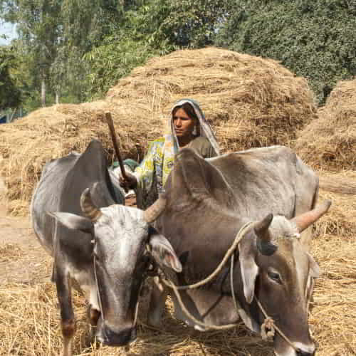 The income generating gift of cows from GFA World allows this woman to escape poverty